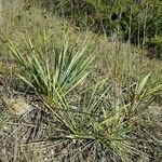 Yucca necopina Хабит