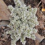 Paronychia argentea Цвят