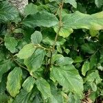 Parrotia subaequalis Hoja