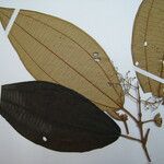 Miconia hypoleuca Other