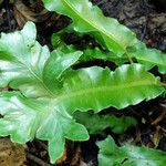 Asplenium scolopendrium葉