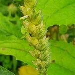 Triticum aestivumFlower