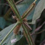 Calopogonium mucunoides Fruit