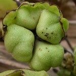 Oxera subverticillata Fruto