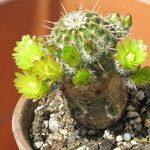 Echinocereus viridiflorus Συνήθη χαρακτηριστικά