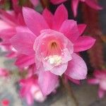 Disocactus phyllanthoides Blüte