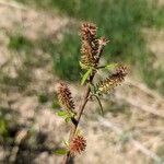 Salix eriocephala Kvet
