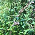 Echinochloa colonum Frucht