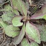 Lactuca virosa Foglia