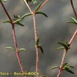 Chaetonychia cymosa Otro