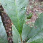 Siparuna decipiens Yaprak