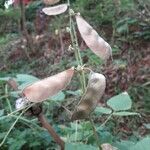 Lablab purpureus Fruit