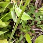 Carex tenera Hoja