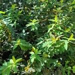 Hypericum × hidcoteense অভ্যাস