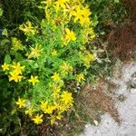 Hypericum perfoliatumЦвят