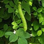 Clitoria ternatea Плод