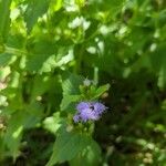 Praxelis clematidea Flower