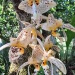 Stanhopea jenischiana