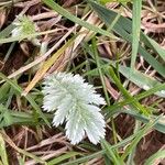 Argentina anserina Leaf