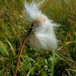 Eriophorum latifolium 果実