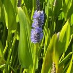 Pontederia cordata Flor