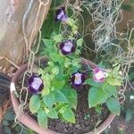 Torenia fournieriFlower