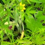 Geum aleppicum পাতা