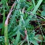 Achillea ptarmica পাতা