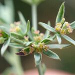 Bupleurum semicompositum Habitus