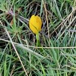 Crocus flavus Kwiat