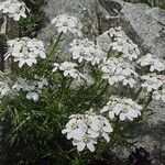 Achillea erba-rotta موطن