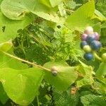 Persicaria perfoliata आदत