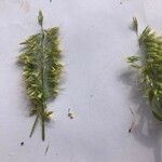 Trisetum paniceum 葉
