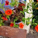 Calibrachoa parvifloraFlors