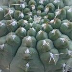 Gymnocalycium capillense Other
