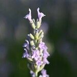 Lavandula angustifoliaVirág