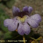 Chaenorhinum villosum Floare