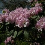 Rhododendron vernicosum Hábito