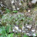 Thalictrum aquilegiifolium Ffrwyth