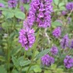 Stachys affinis Flor