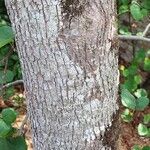 Cercis occidentalis Azala