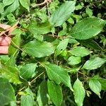 Cornus foemina Leaf