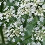 Imperatoria ostruthium Mosusu