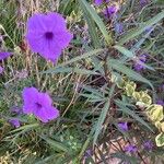 Ruellia simplex Flor