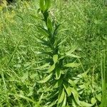 Lilium carniolicum Blad