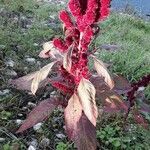 Amaranthus caudatus Flor