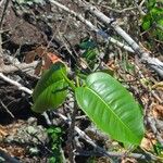 Ficus citrifolia Hoja