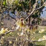 Chimonanthus praecoxFlower