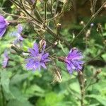 Lactuca alpina Flor