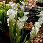 Sarracenia leucophylla 葉